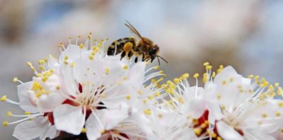 ​花粉的功效与作用及食用方法