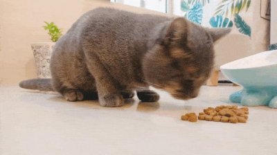 ​10款猫粮排行榜，性价比高，放心冲！