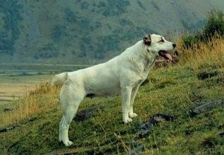 高加索猎狼犬，不一样的巨型猛犬，你见过吗？