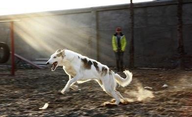 高加索猎狼犬，不一样的巨型猛犬，你见过吗？