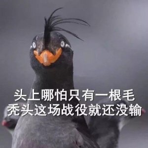 ​表情包：头上哪怕只有一根毛，秃头这场战役就还没输。