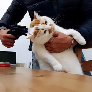 ​猫咪在“挨打”时，为何不敢反抗？知道真相后的我眼泪掉下来