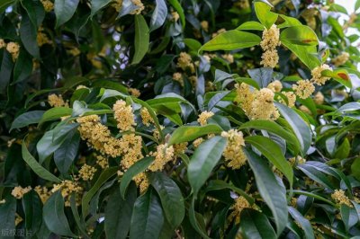 ​院门前种桂花树不好？三种情况下，种了也要砍掉！