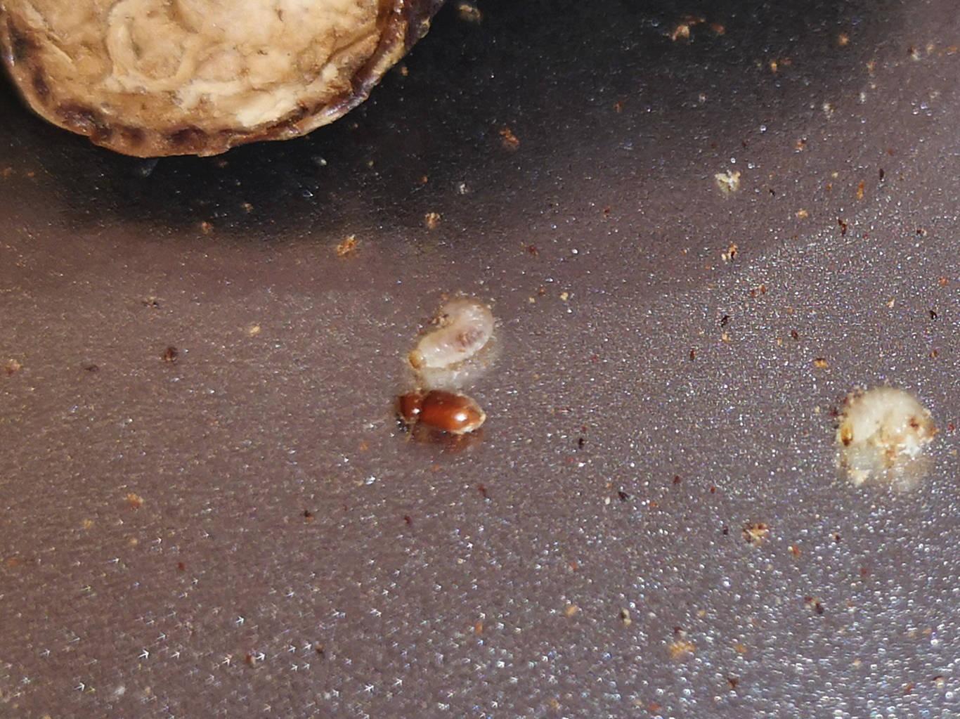床上经常出现棕褐色的小虫子(床上的小虫棕色一捏就碎)