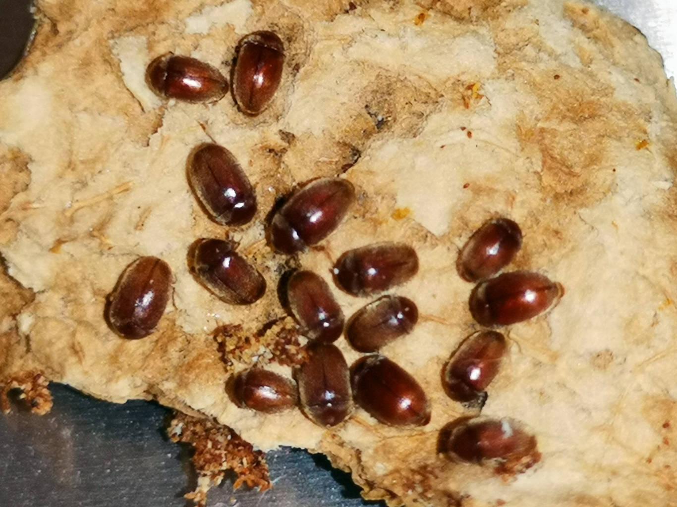 床上经常出现棕褐色的小虫子(床上的小虫棕色一捏就碎)