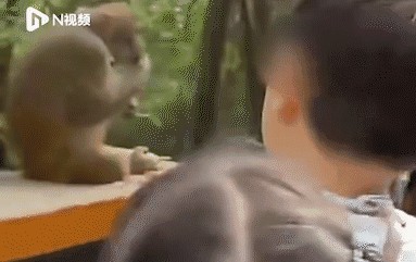 1739797766805_383x241.gif