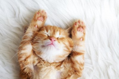 ​图集：分享一组可爱的小猫咪壁纸，赶紧来收藏吧