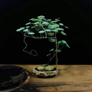 ​爬藤植物山乌龟