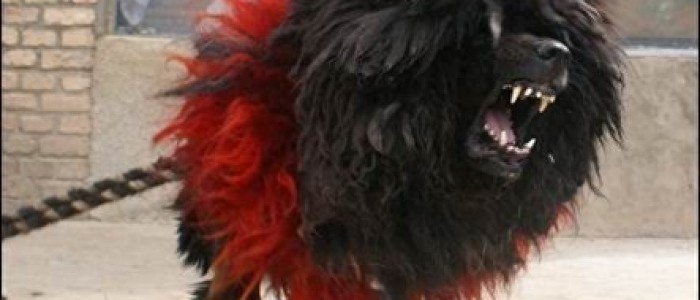犬王之王,世界仅存1-2条的獒与鬼的结合体!