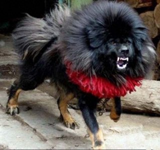 ​犬王之王，世界仅存1-2条的獒与鬼的结合体！