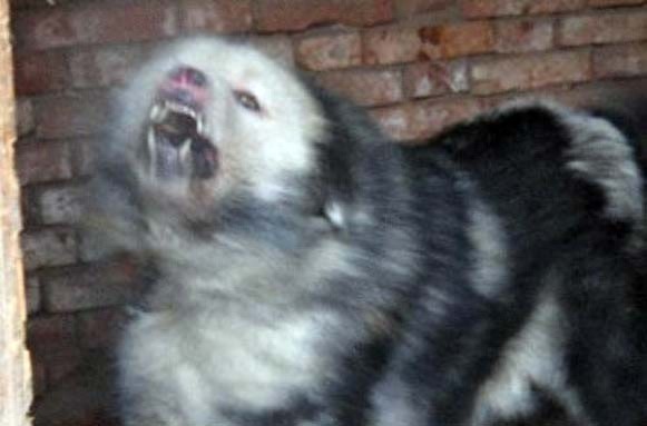 犬王之王,世界仅存1-2条的獒与鬼的结合体!