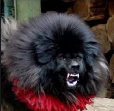 犬王之王,世界仅存1-2条的獒与鬼的结合体!