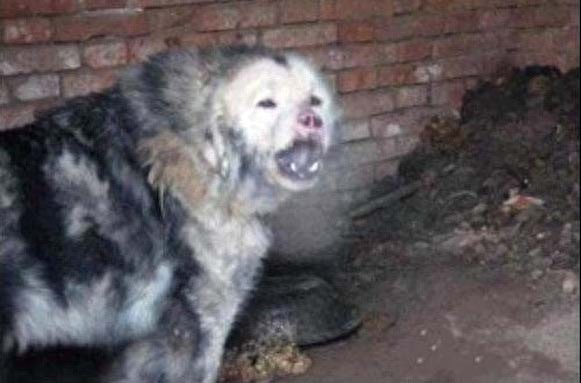 犬王之王,世界仅存1-2条的獒与鬼的结合体!