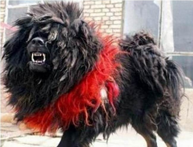 犬王之王,世界仅存1-2条的獒与鬼的结合体!