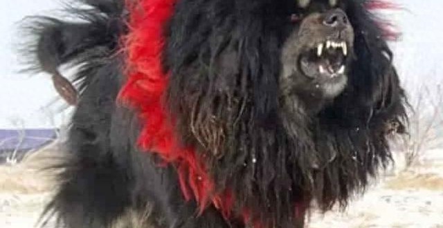 犬王之王,世界仅存1-2条的獒与鬼的结合体!
