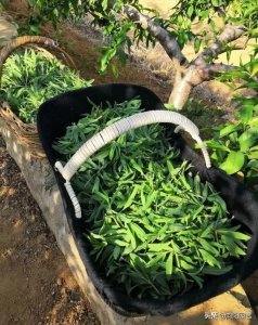 ​这种有机野菜，北方人都吃过，名叫“山麻楂”，叶子可以包包子