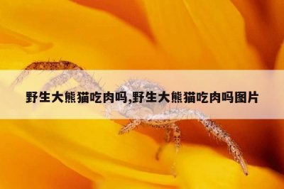 ​野生大熊猫吃肉吗,野生大熊猫吃肉吗图片