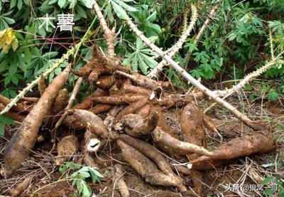 ​木薯粉能吃吗？现在依然是6亿人的口粮，价格是红薯粉的四分之一