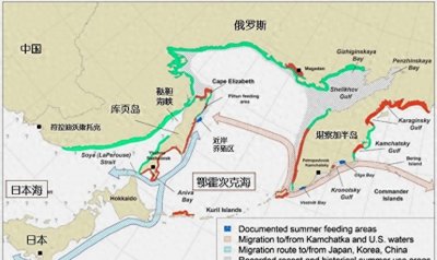 明太鱼流向中国,一年可捞300多万吨,如今成“财富密码”?