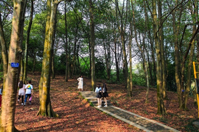 天然的大氧吧，湖南省森林植物园，也叫长沙植物园