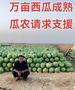 ​宁夏瓜农联合毁约，导致当地石头瓜滞销，只能说有点自作自受
