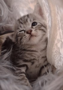 ​狸花猫：争议与魅力并存的神秘猫咪品种