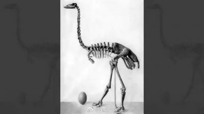 ​大象鸟了解一下，最高超过3米，1000年前灭绝了