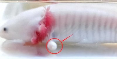 ​蝾螈断肢都能再生，弄懂原理后，人类可以永生吗？