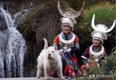 ​下司犬：神秘贵州的骄傲