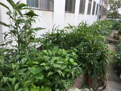 ​在屋顶用破轮胎，打造小菜园，每天摘10斤菜，一家五口吃不完