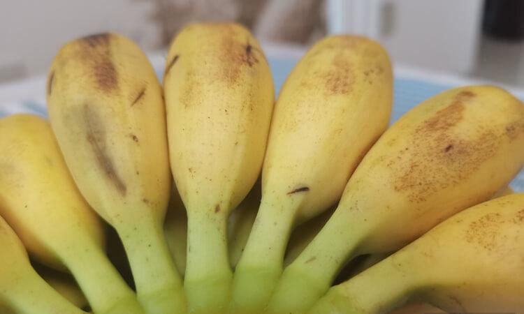 芭蕉怎么催熟最快方法