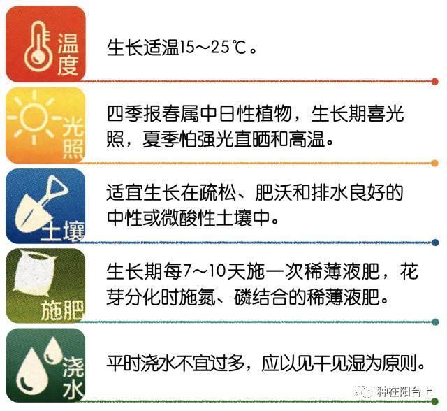试试用无土栽培来栽种四季报春花，还可以自己控制花期哦！