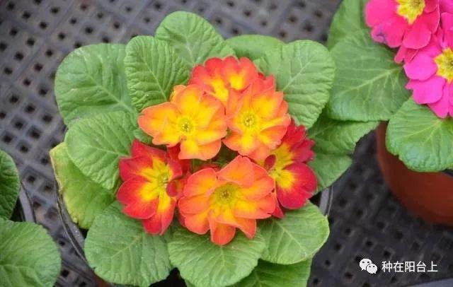 试试用无土栽培来栽种四季报春花，还可以自己控制花期哦！