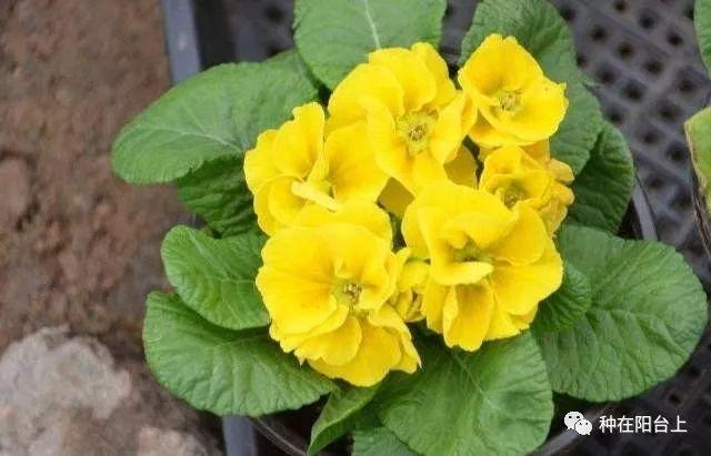 试试用无土栽培来栽种四季报春花，还可以自己控制花期哦！