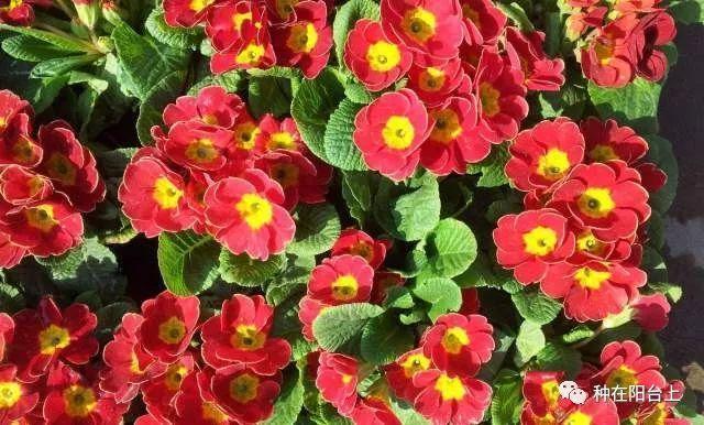 试试用无土栽培来栽种四季报春花，还可以自己控制花期哦！