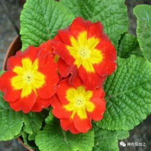 ​试试用无土栽培来栽种四季报春花，还可以自己控制花期哦！
