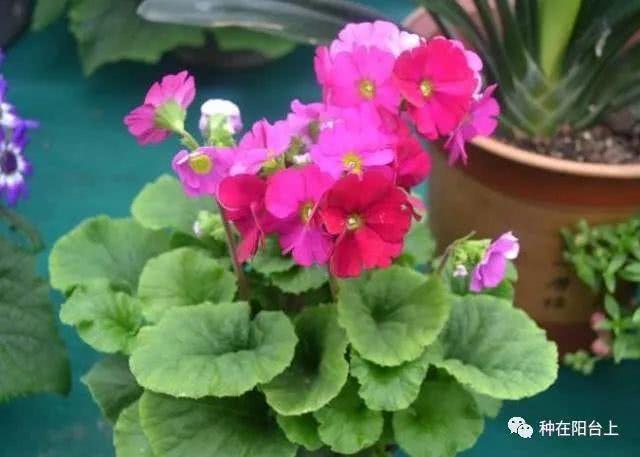 试试用无土栽培来栽种四季报春花，还可以自己控制花期哦！