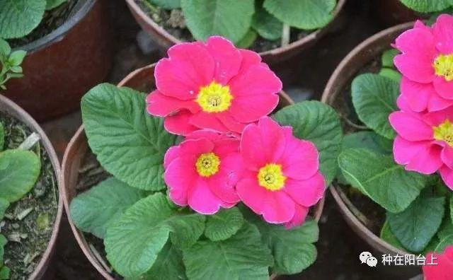 试试用无土栽培来栽种四季报春花，还可以自己控制花期哦！