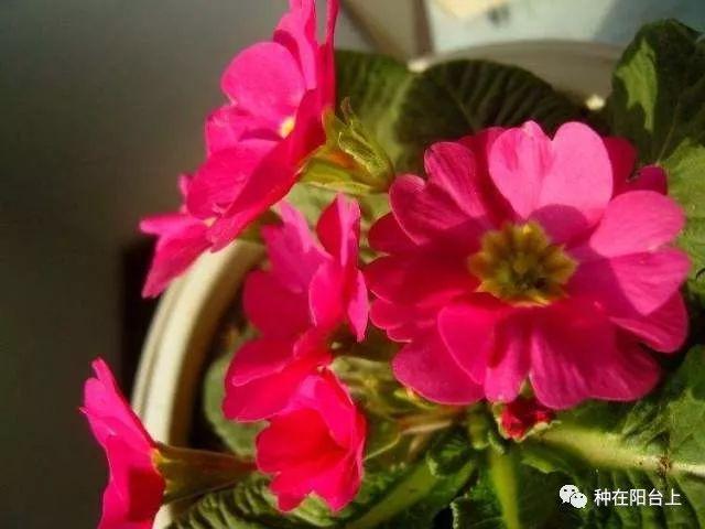 试试用无土栽培来栽种四季报春花，还可以自己控制花期哦！