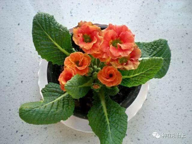 试试用无土栽培来栽种四季报春花，还可以自己控制花期哦！