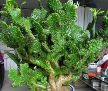 ​镇宅最灵的三种花（家里养什么花容易养又旺财镇宅）
