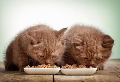 ​猫一直吃一个牌子的猫粮好吗（一款猫粮吃多久建议更换）