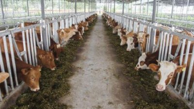 ​养殖肉牛的前景如何(肉牛的养殖前景怎么样)