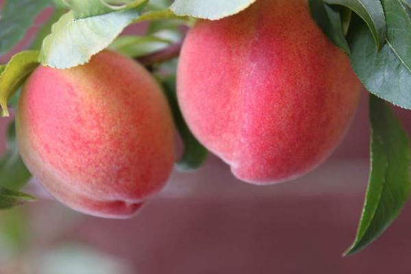 水蜜桃中含铁吗 水蜜桃有哪些吃法
