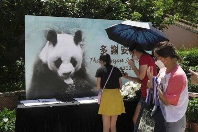 ​熊猫的寿命可以活多少时间（熊猫的寿命最长能活多少年）
