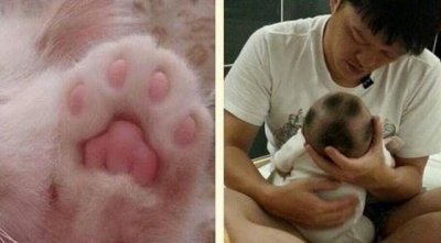 ​宝宝剃头一周后头发长成“猫爪印”，网友看了笑喷天生的猫奴