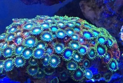 ​珊瑚分几种，请问红珊瑚分为几种？