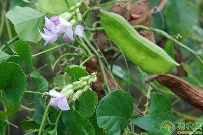 ​刀豆的种植时间与方法（分享刀豆的黄金种植时间）