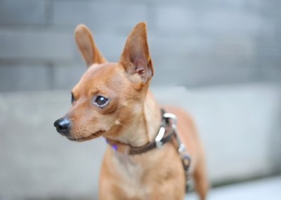 ​养小型犬，就选择这6种，个个忠心又可爱