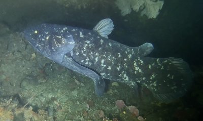 ​《Current Biology》：腔棘鱼可能能在深海生活近一个世纪的时间